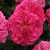 Pink - English rose - Ausmary